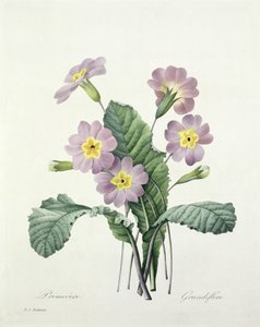 Primula (Primavera), grabado por Bessin, de 